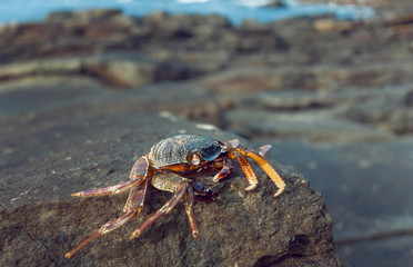 Crab climbed out of the rocks past the ocean waves. Nature discovering and traveling concept