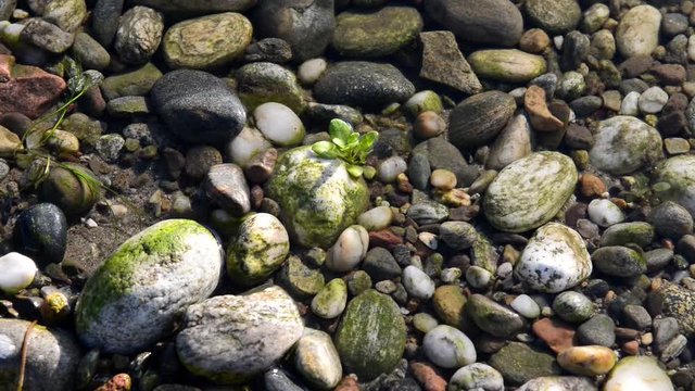 Fondale  sassoso del fiume ricco di alghe e piante smosso dal flusso dell'acqua fresca e pulita