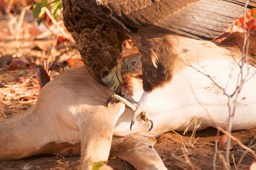 Immature Bateleur Eagle feeding on the shoulder of a dead Impala 