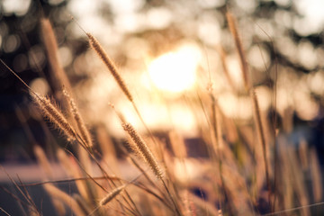 Obraz premium Close-up golden grass meadow at sunset