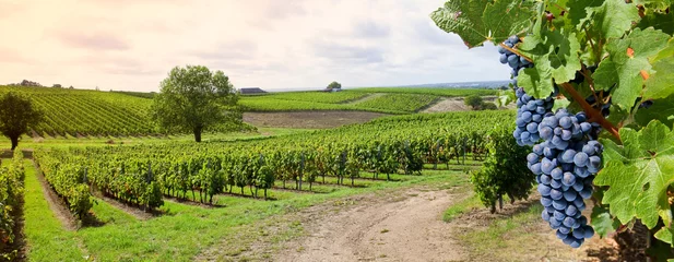 Zelfklevend Fotobehang Tros druiven en wijnstokken, landschap van Frankrijk © Thierry RYO