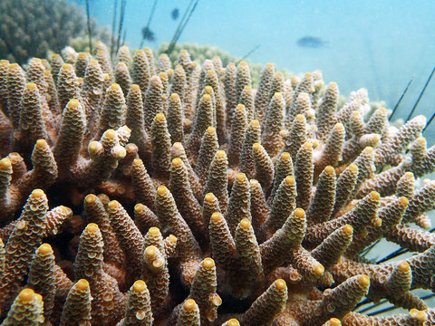 Branching coral in tropical ocean