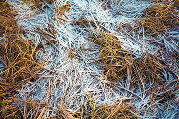 Dry grass covered with rime
