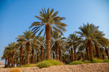 Fototapeta na wymiar Date palm trees plantation