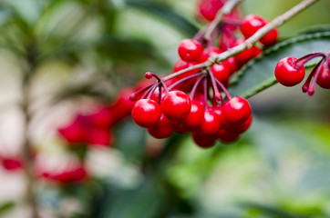 Close up of red fruit balls blurred
