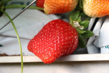 Red fresh strawberries in the field tasty