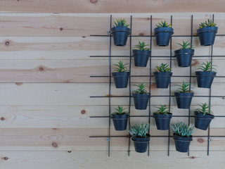 Vertical garden of small plant in black flower pot in square pattern on raw wooden background
