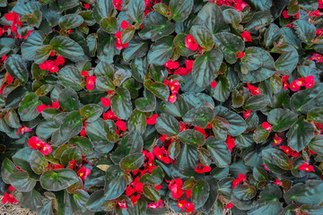 Begonia. Beautiful flowers of red begonia. The rows of begonias grow in the garden.