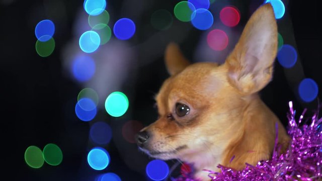The Toy Terrier is a yellow New Year's dog. Funny dog lies on a pillow and looks around. Tinsel on her neck, around the garlands. Background of a fur-tree with shone by lights.