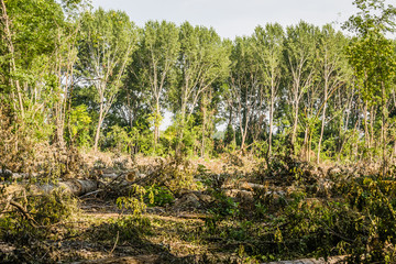 Perspective harvested forests 