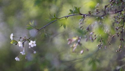 the flower. flower colorful. beautiful flowers