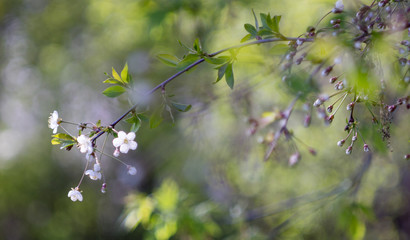 the flower. flower colorful. beautiful flowers