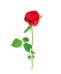 Red rose isolate on white background