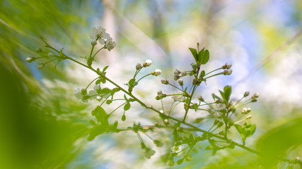 the flower. flower colorful. beautiful flowers