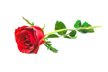 red rose isolate on white background
