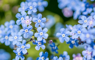 the flower. flower colorful. beautiful flowers