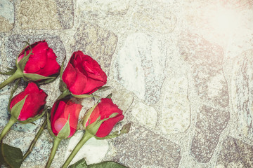 Red roses on the rock wall texture and sun light, love background grunge style