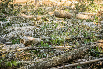 Trees in the visited forest 