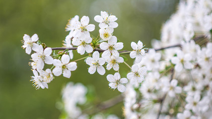 the flower. flower colorful. beautiful flowers