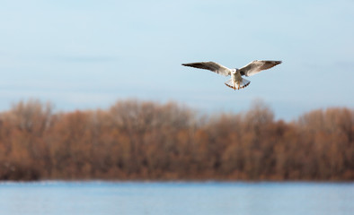 Seagull  over the river