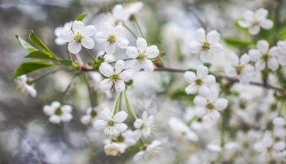 Obraz premium the flower. flower colorful. beautiful flowers