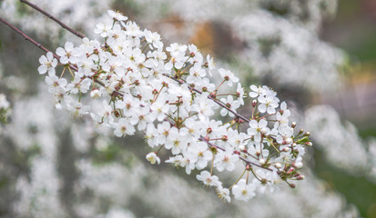 the flower. flower colorful. beautiful flowers