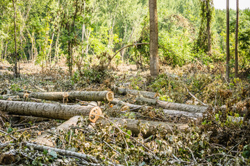 Perspective harvested forests 