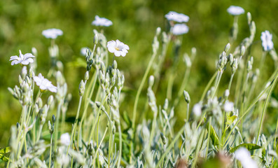 the flower. flower colorful. beautiful flowers