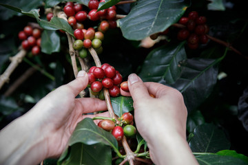 Close up hand picking coffee red beans on coffee tree