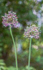 the flower. flower colorful. beautiful flowers