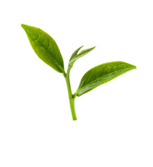 Green tea leaf isolated on white background, Fresh tea leaves on a white background