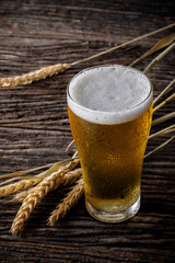 Glasses of light beer with barley on wooden table. Two glass of beer with wheat on wooden table. Vintage style color effect