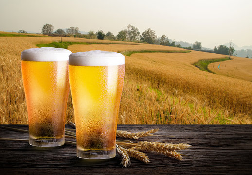 Two glass of beer with wheat on wooden table. Glasses of light beer with barley and the plantations background.