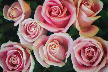 flower of pink roses retro style for background