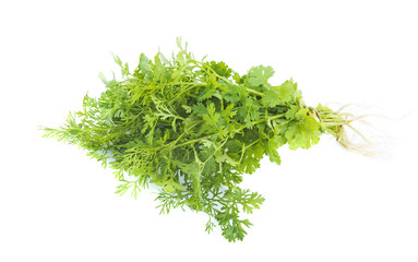 fresh coriander on white background