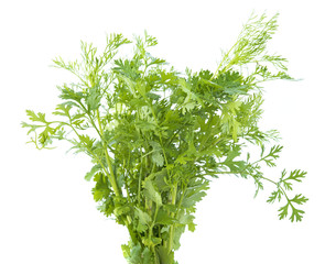 fresh coriander isolated on white background