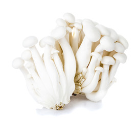 white shimeji mushroom isolated on white background