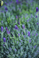 garden centre farm shop warwickshire england uk gardening flowers plants food horticulture pastime hobby shopping retail