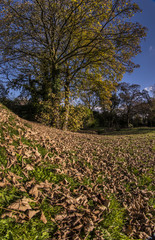 Obraz premium Autumn Colours