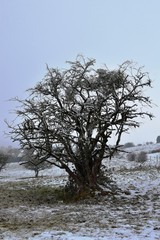 winter tree
