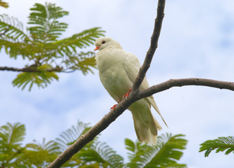 white dove on the branch