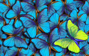 Obraz na płótnie Canvas beautiful background with lot of different butterflys. wings of a butterfly morpho.