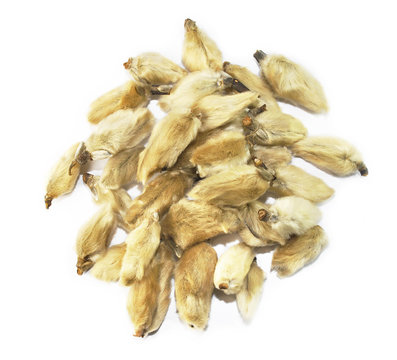 Flos Magnolie , chinese herbal medicine isolated. Xin Yi Hua