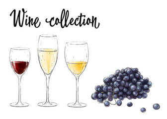 Three glasses of wine and grape cluster isolated on white background. Wine collection. Vector illustration.