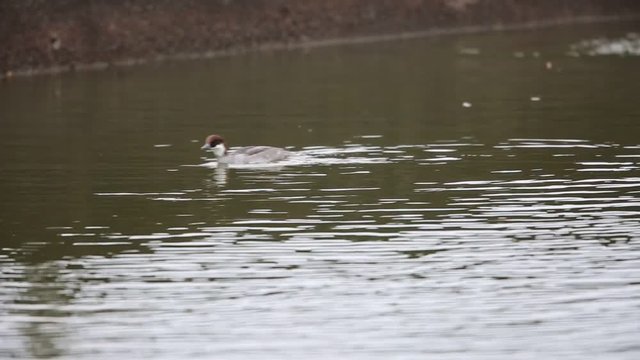 Smew (Mergus albellus) in Japan