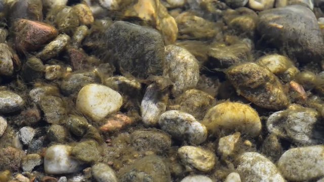 Fondale  sassoso del fiume ricco di alghe e piante smosso dal flusso dell'acqua fresca e pulita