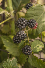 A delicious blackberry grows on a bush. Berries are plant food.