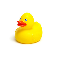 Yellow rubber duck on white
