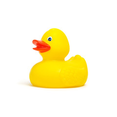 Yellow rubber duck on white