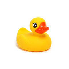 Yellow rubber duck on white